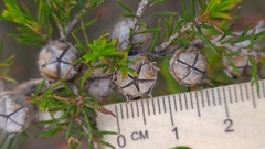 Leptospermum arachnoides