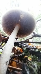 Stropharia ambigua