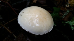 Stropharia ambigua