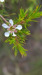 Leptospermum arachnoides