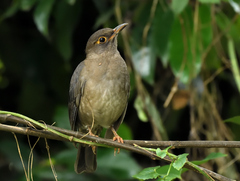 Turdus simillimus