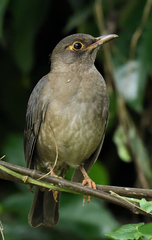 Turdus simillimus