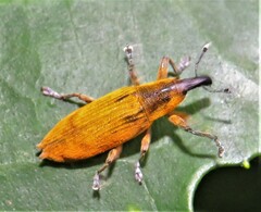 Gasteroclisus