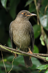 Turdus simillimus