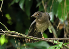 Turdus simillimus