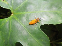 Gasteroclisus