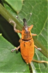Gasteroclisus