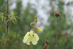 Hibiscus diversifolius