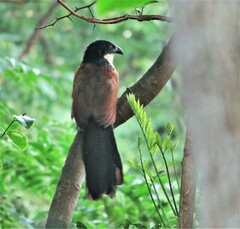 Centropus superciliosus burchellii