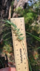 Echinopogon caespitosus