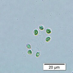 Dictyosphaerium