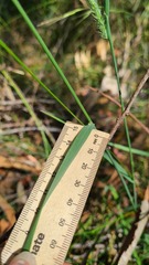 Echinopogon caespitosus