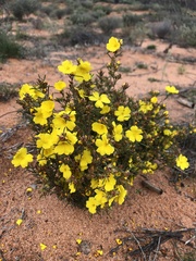 Hibbertia virgata