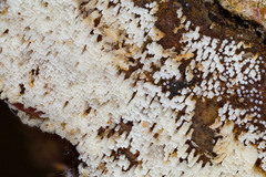 Henningsomyces