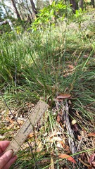 Caesia parviflora parviflora