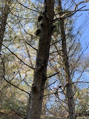 Pinus attenuata