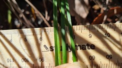 Caesia parviflora parviflora