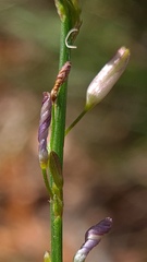 Caesia parviflora parviflora