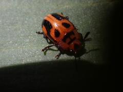 Calomela crassicornis