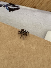 Maratus griseus