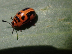 Calomela crassicornis