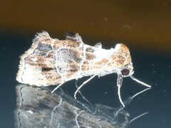 Arrade leucocosmalis