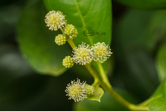 Conocarpus erectus