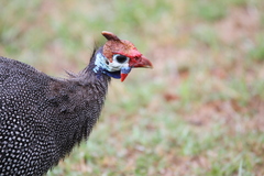 Numida meleagris coronatus