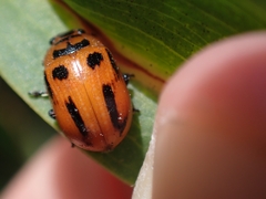 Calomela crassicornis