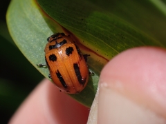 Calomela crassicornis