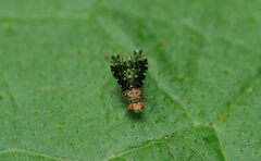 Homoneura trypetoptera