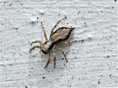 Menemerus bivittatus