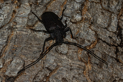 Pixodarus nyassae
