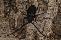 Pixodarus nyassae