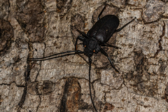 Pixodarus nyassae