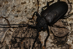 Pixodarus nyassae