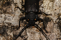 Pixodarus nyassae