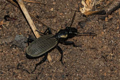 Anthia burchelli petersi