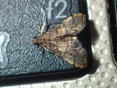 Nacoleia