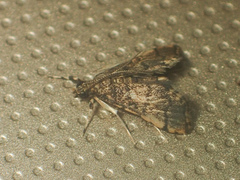 Nacoleia
