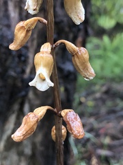 Gastrodia procera