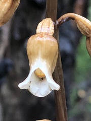 Gastrodia procera