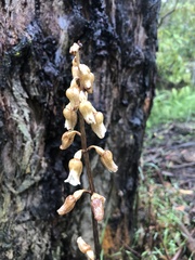 Gastrodia procera