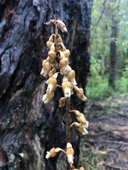 Gastrodia procera