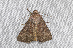 Condica illecta