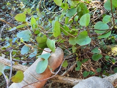 Muehlenbeckia