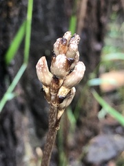 Gastrodia procera