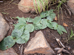 Ledebouria ovatifolia
