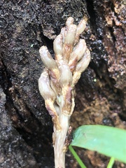 Gastrodia procera