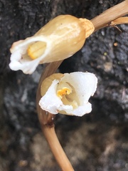 Gastrodia procera